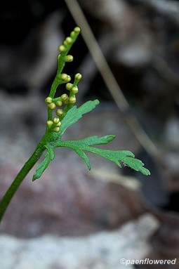 Sterile blade and sporophore